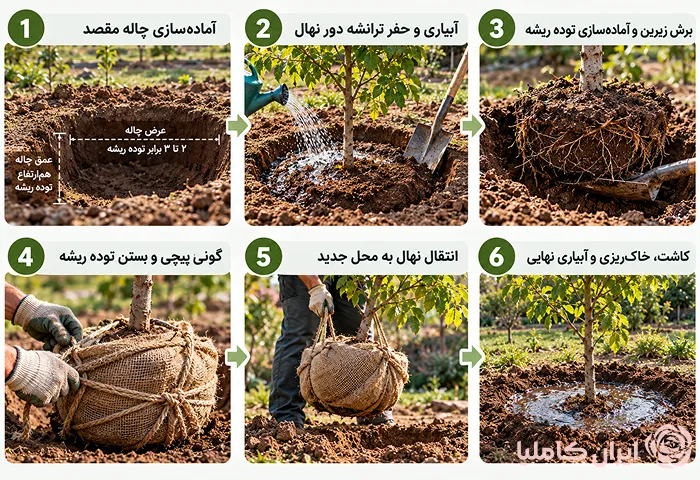 جابجایی نهال کاشته شده